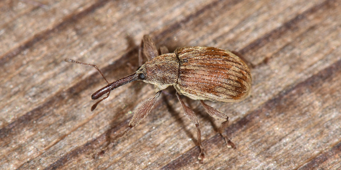 Curculionidae: Anthonomus rectirostris?  S !